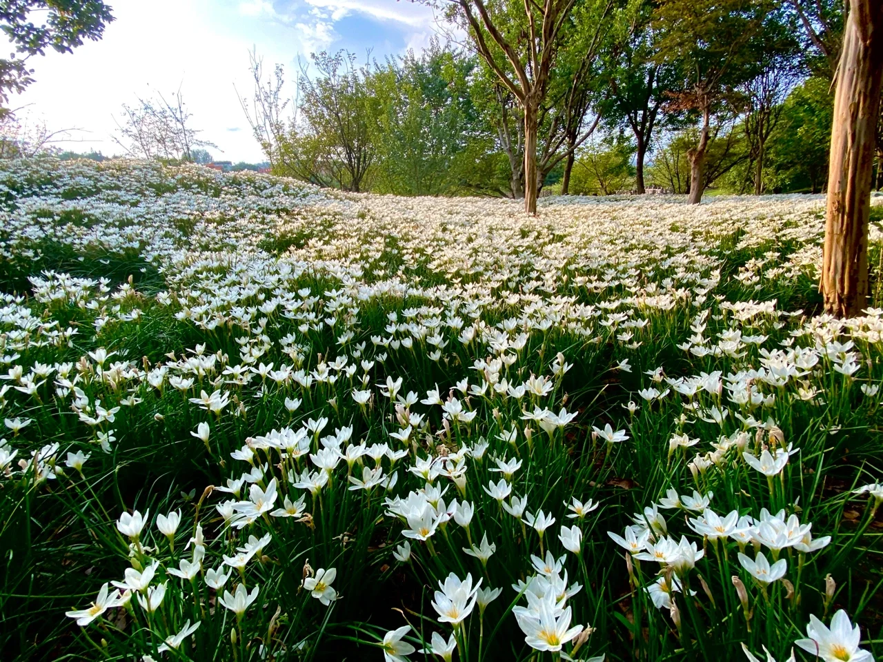 乱花渐欲迷人眼,足球豪杰风采依旧 乱花渐欲迷人眼,足球豪杰风采依旧